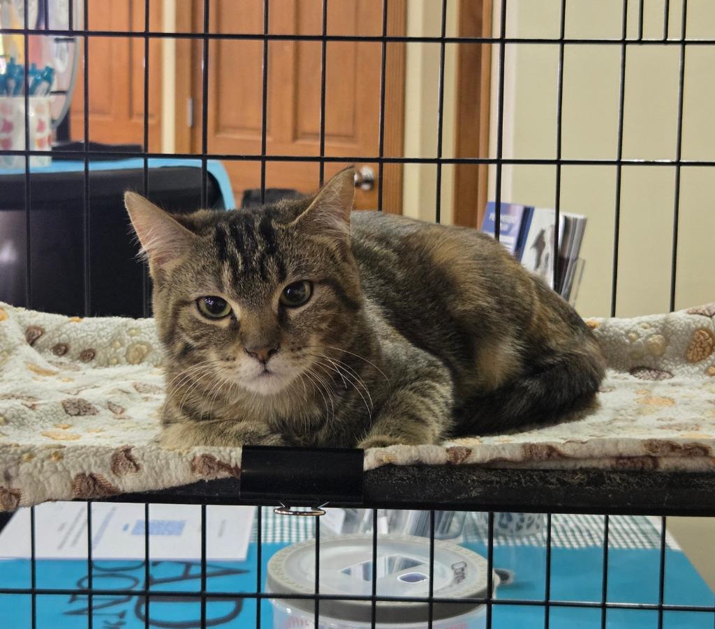 Enlarge Priscilla Presley, a Adoptable mixed breed in Parkville, MD image 3/4