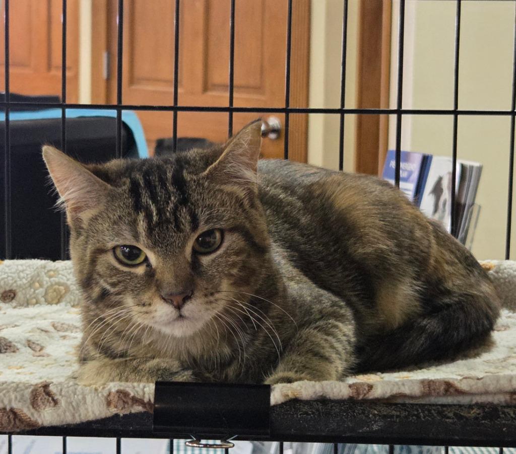 Enlarge Priscilla Presley, a Adoptable mixed breed in Parkville, MD image 4/4