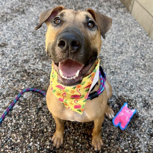 LEIA, Adoptable, Adult Female Pit Bull Terrier & Bull Terrier.