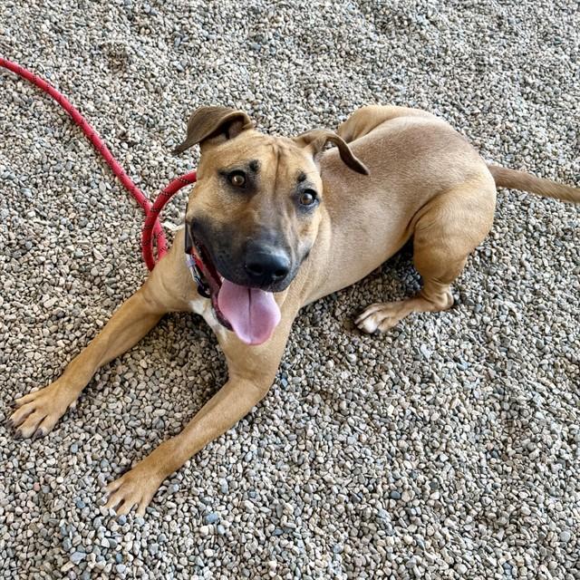 LEIA, Adoptable, Adult Female Pit Bull Terrier & Bull Terrier.