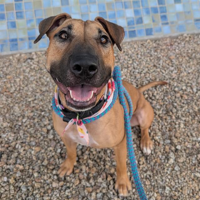 LEIA, Adoptable, Adult Female Pit Bull Terrier & Bull Terrier.