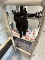 Enlarge Izzy, a ADOPTABLE Domestic Short Hair in Hamilton, MT image 3/6