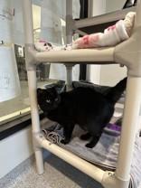 Enlarge Izzy, a ADOPTABLE Domestic Short Hair in Hamilton, MT image 4/6