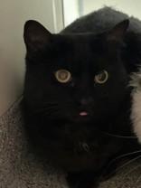 Enlarge Izzy, a ADOPTABLE Domestic Short Hair in Hamilton, MT image 2/6