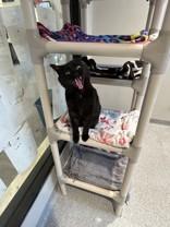 Enlarge Izzy, a ADOPTABLE Domestic Short Hair in Hamilton, MT image 6/6