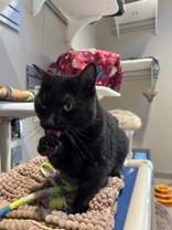 Enlarge Izzy, a ADOPTABLE Domestic Short Hair in Hamilton, MT image 5/6