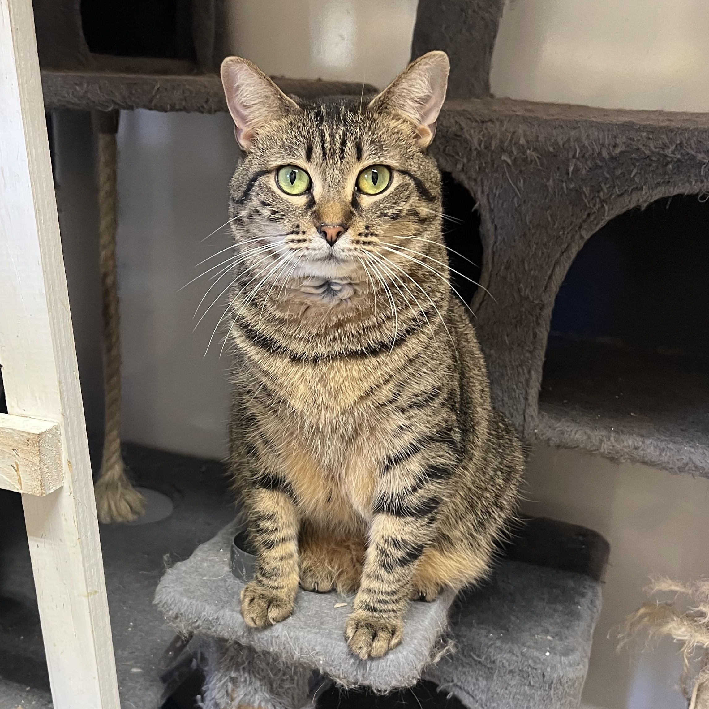 Enlarge Bobbi, a Adoptable Domestic Medium Hair in Knoxville, GA image 1/2