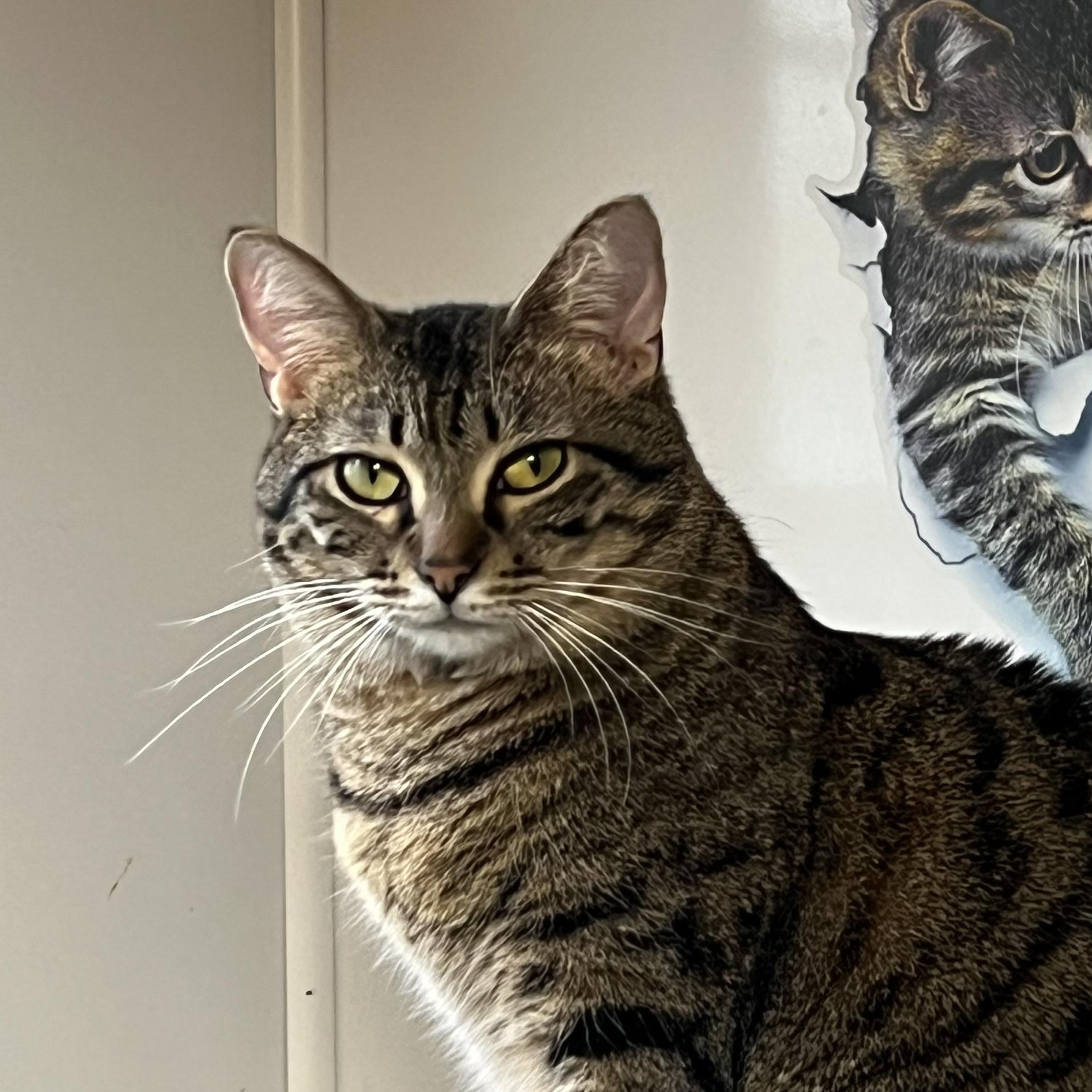 Bobbi, a Adoptable Domestic Medium Hair in Knoxville, GA image 1/2