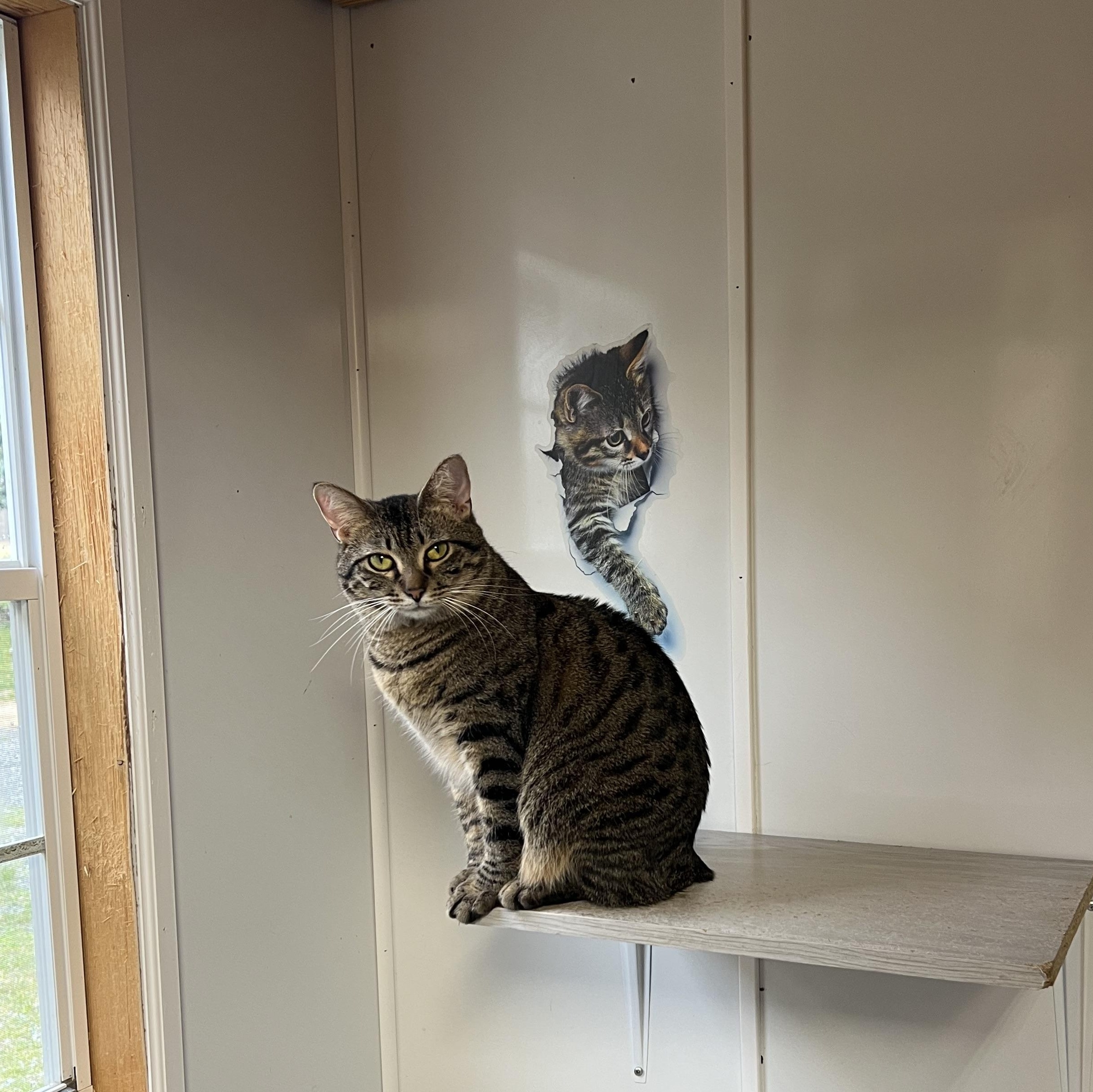 Bobbi, a Adoptable Domestic Medium Hair in Knoxville, GA image 2/2