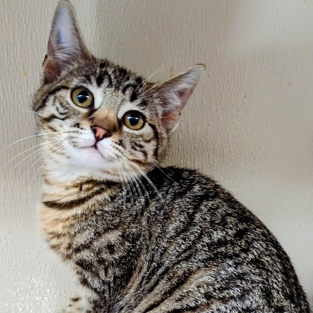 Astrid, Baby Female Domestic Short Hair