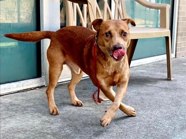 Enlarge JAQ, a Adoptable mixed breed in Dallas, TX image 1/1