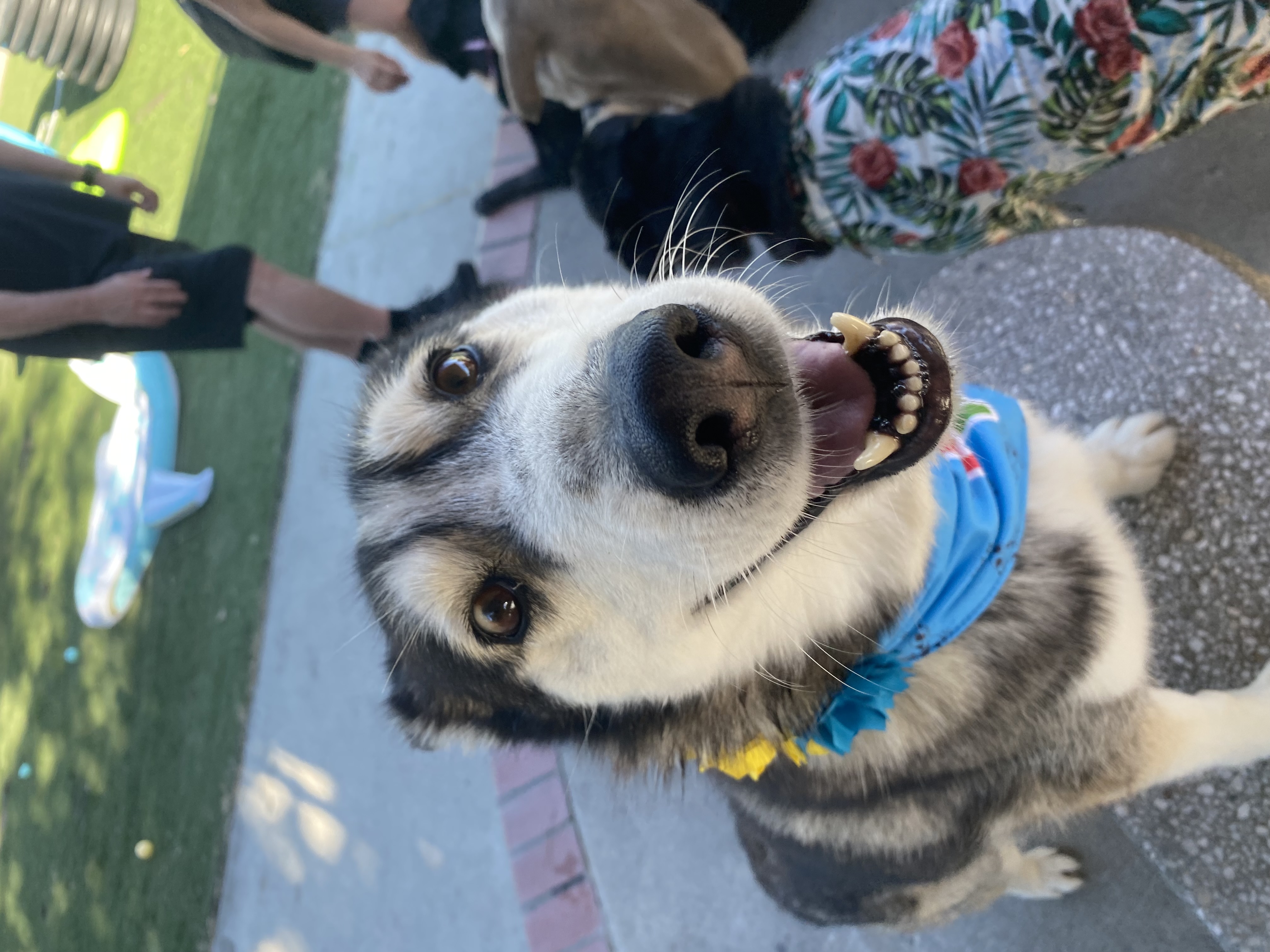 Kiwi, Adopted, Adult Female Husky.