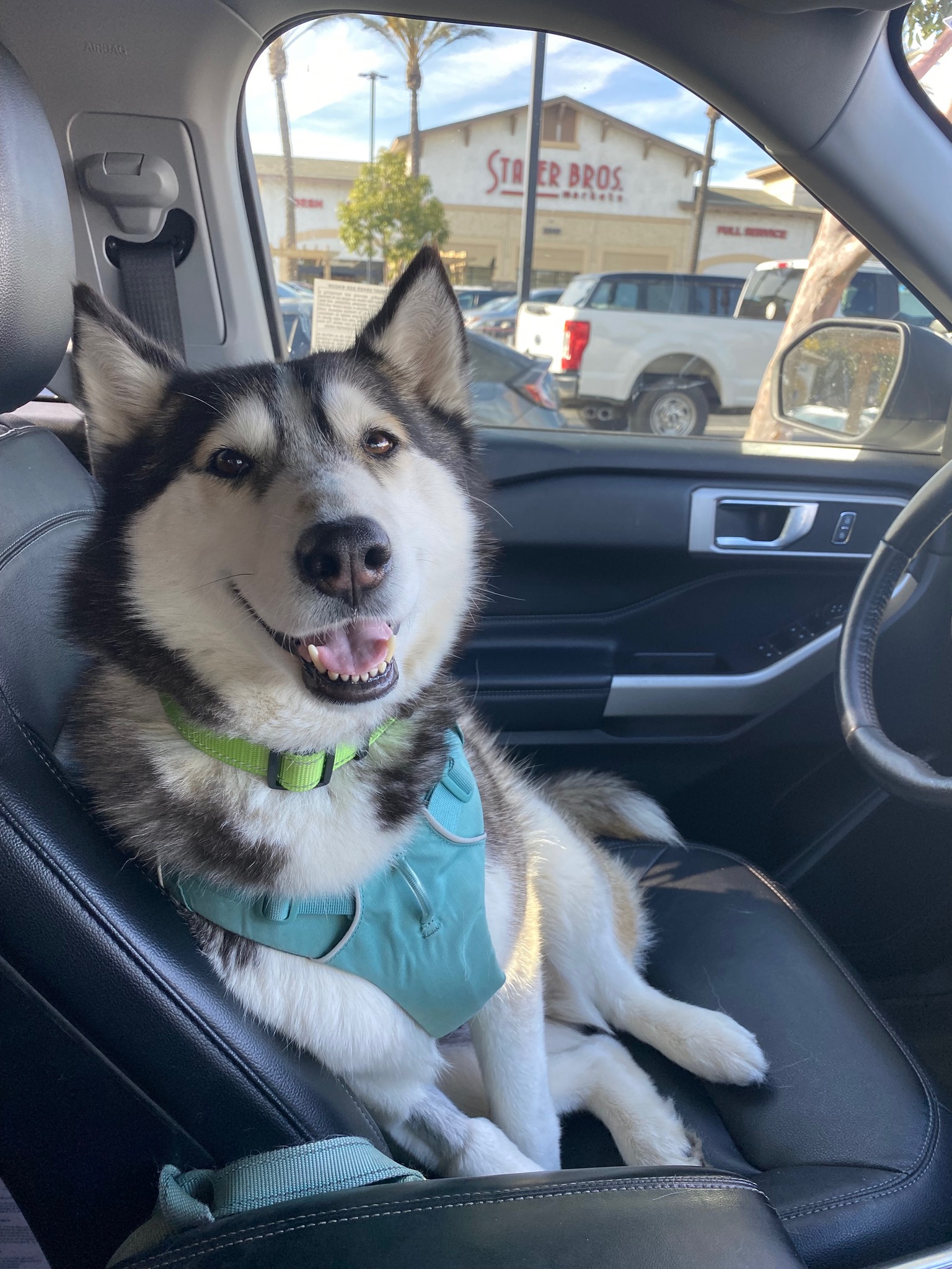 Enlarge Kiwi, a Adopted Husky in Corona, CA image 3/4