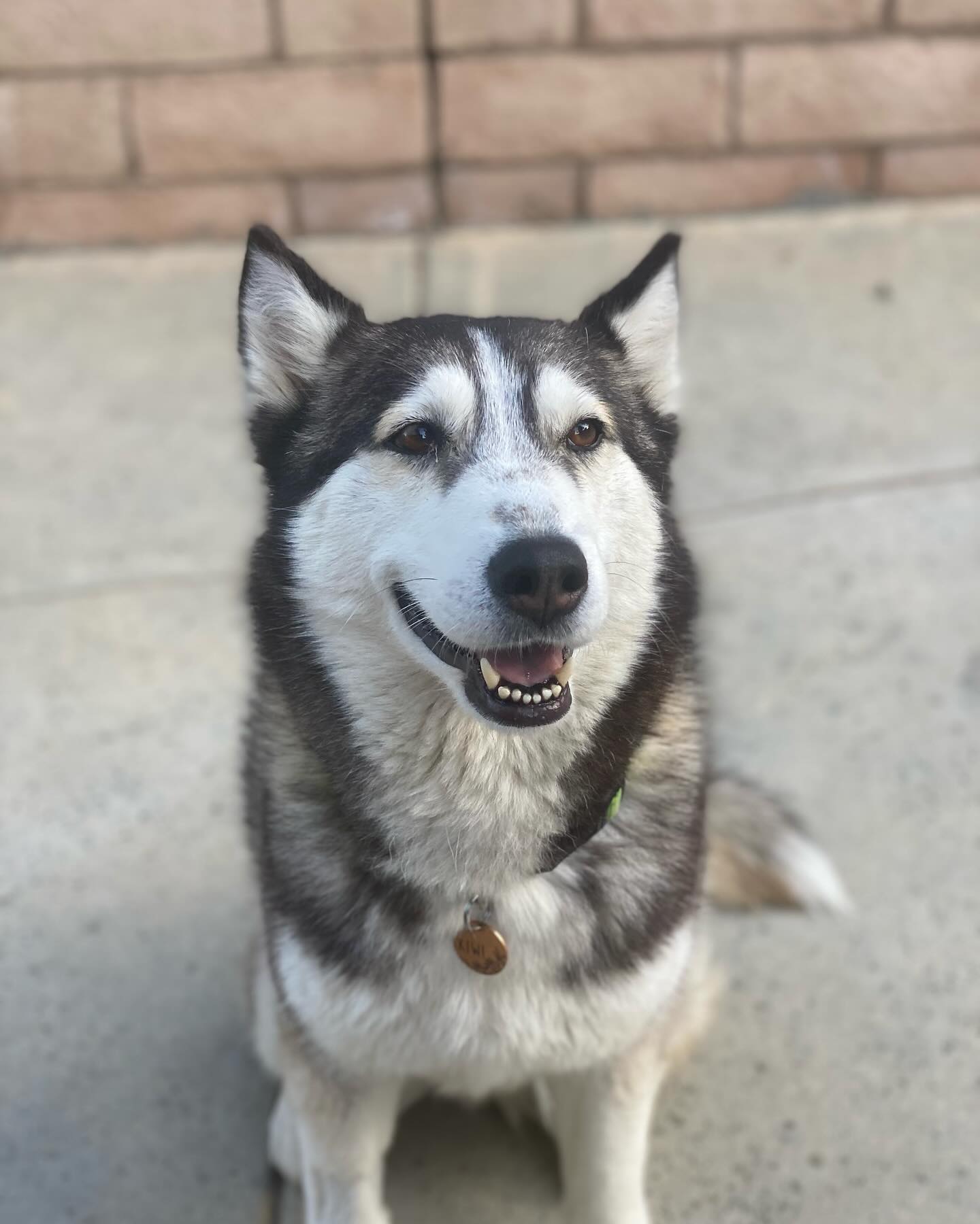 Enlarge Kiwi, a Adopted Husky in Corona, CA image 2/4