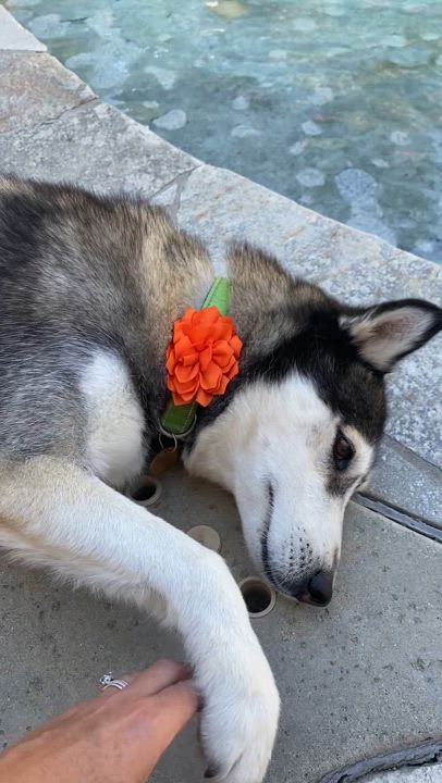 Enlarge Kiwi, a Adopted Husky in Corona, CA video 4/4