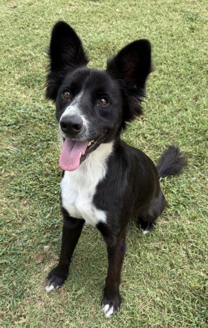 Enlarge Leroy, a Adoptable Mixed Breed in Memphis, TN image 1/3