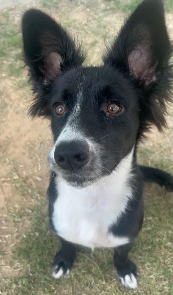 Leroy, Adoptable, Young Male Mixed Breed & Mixed Breed.