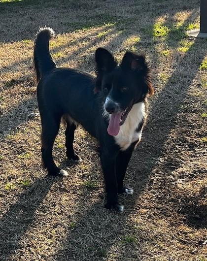 Leroy, Adoptable, Young Male Mixed Breed & Mixed Breed.