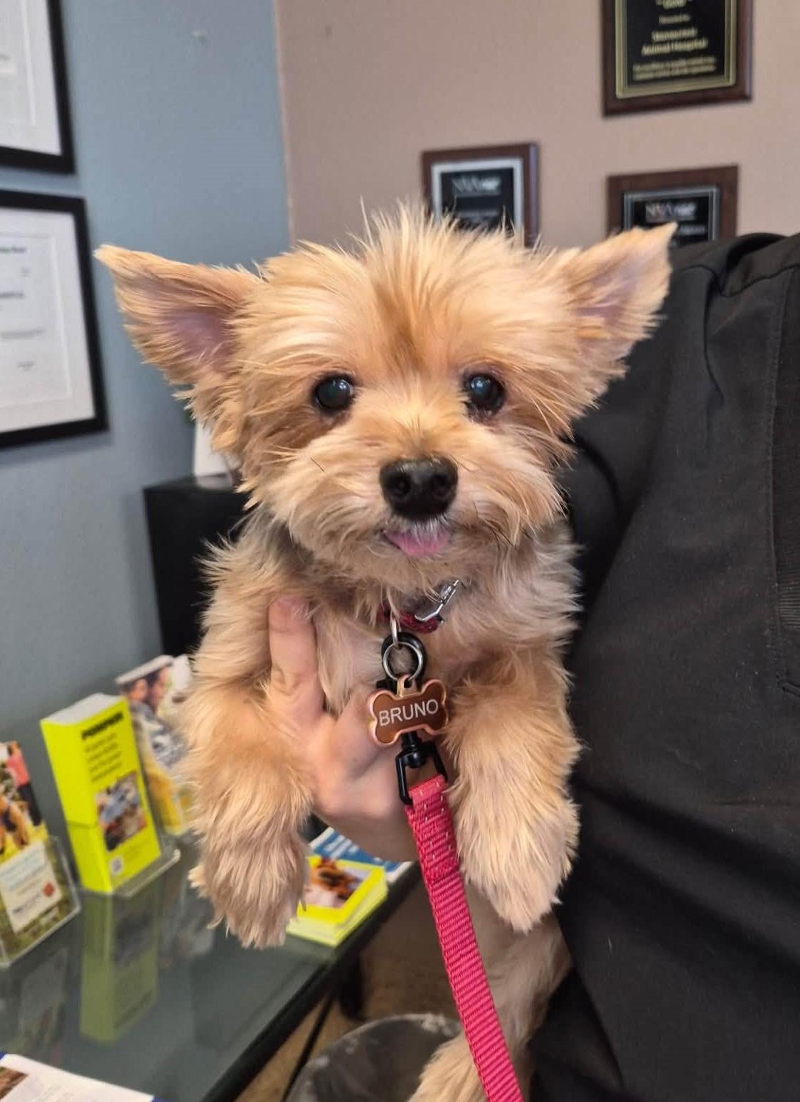 Enlarge Bruno, a Adopted Yorkshire Terrier in Scottsdale, AZ image 2/4