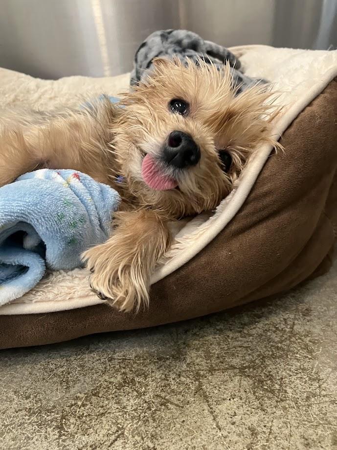 Enlarge Bruno, a Adopted Yorkshire Terrier in Scottsdale, AZ image 4/4