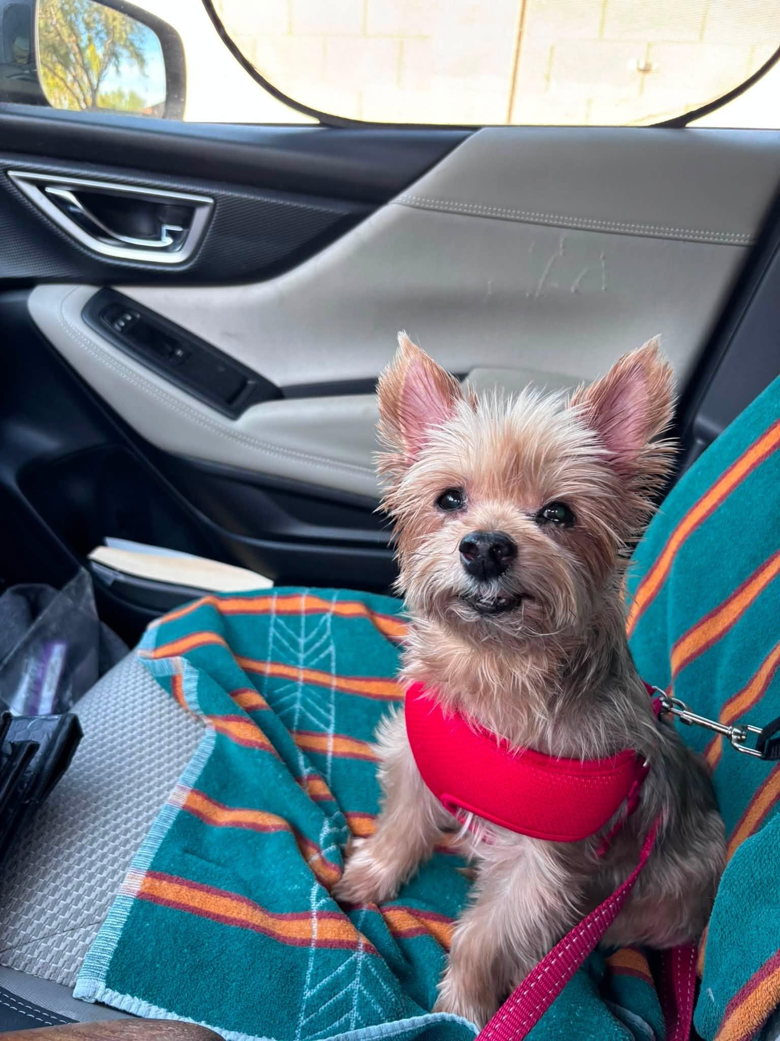 Bruno, Adopted, Senior Male Yorkshire Terrier.