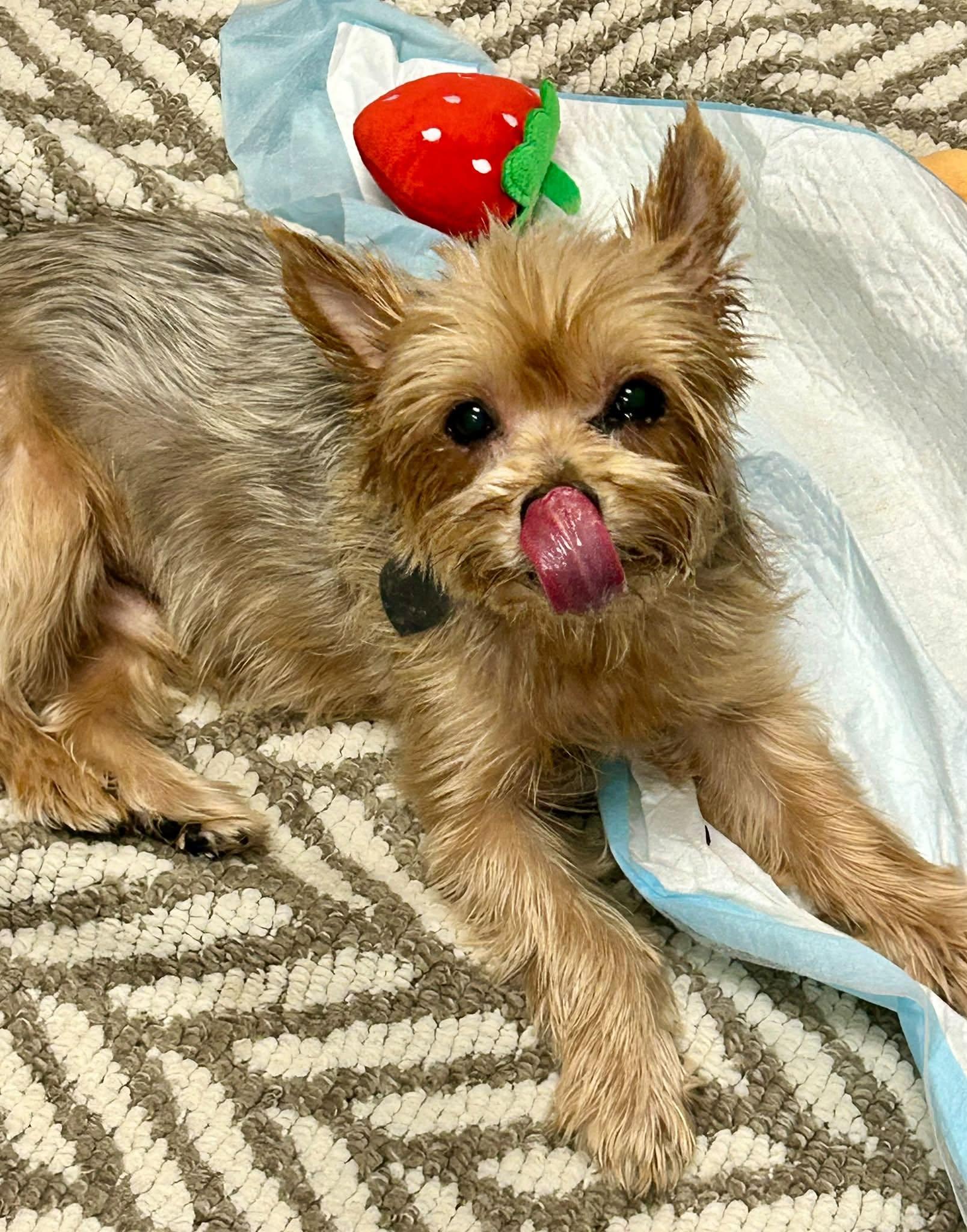 Enlarge Bruno, a Adopted Yorkshire Terrier in Scottsdale, AZ image 3/4