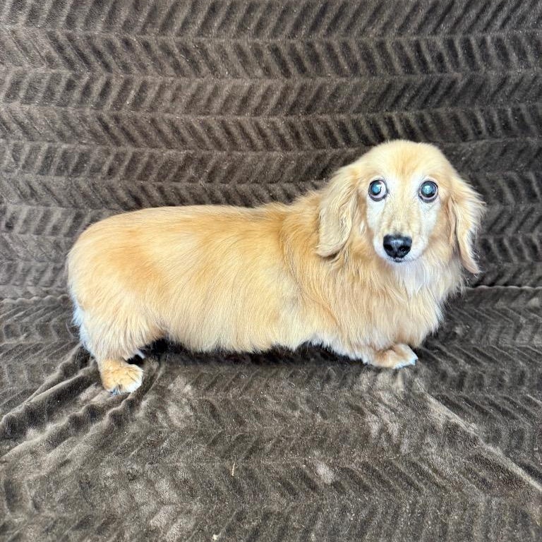 Angus, ADOPTABLE, Senior Male Dachshund (Long Haired).