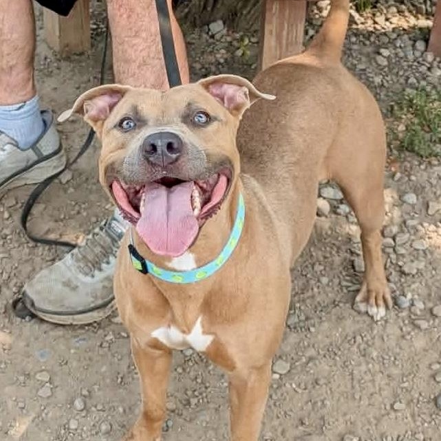 Birdie, an adopted mixed breed in Buffalo, NY image 2/3