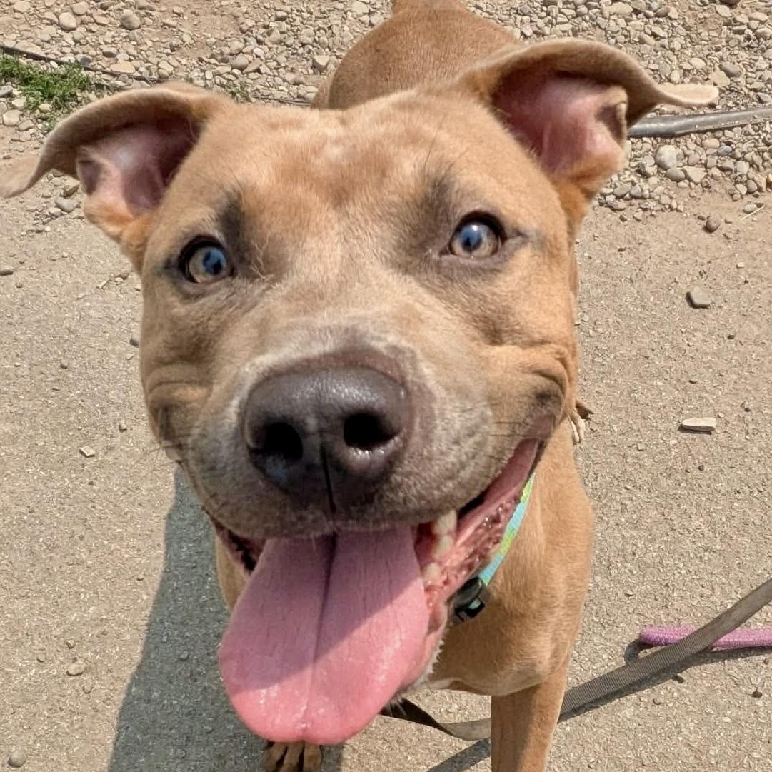 Birdie, adopted, Young Female Pit Bull Terrier.