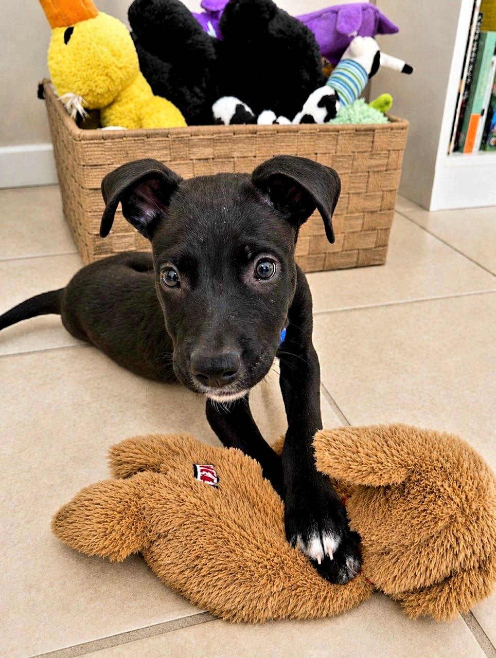 Enlarge Ollie, a Adoptable mixed breed in Scottsdale, AZ image 3/4