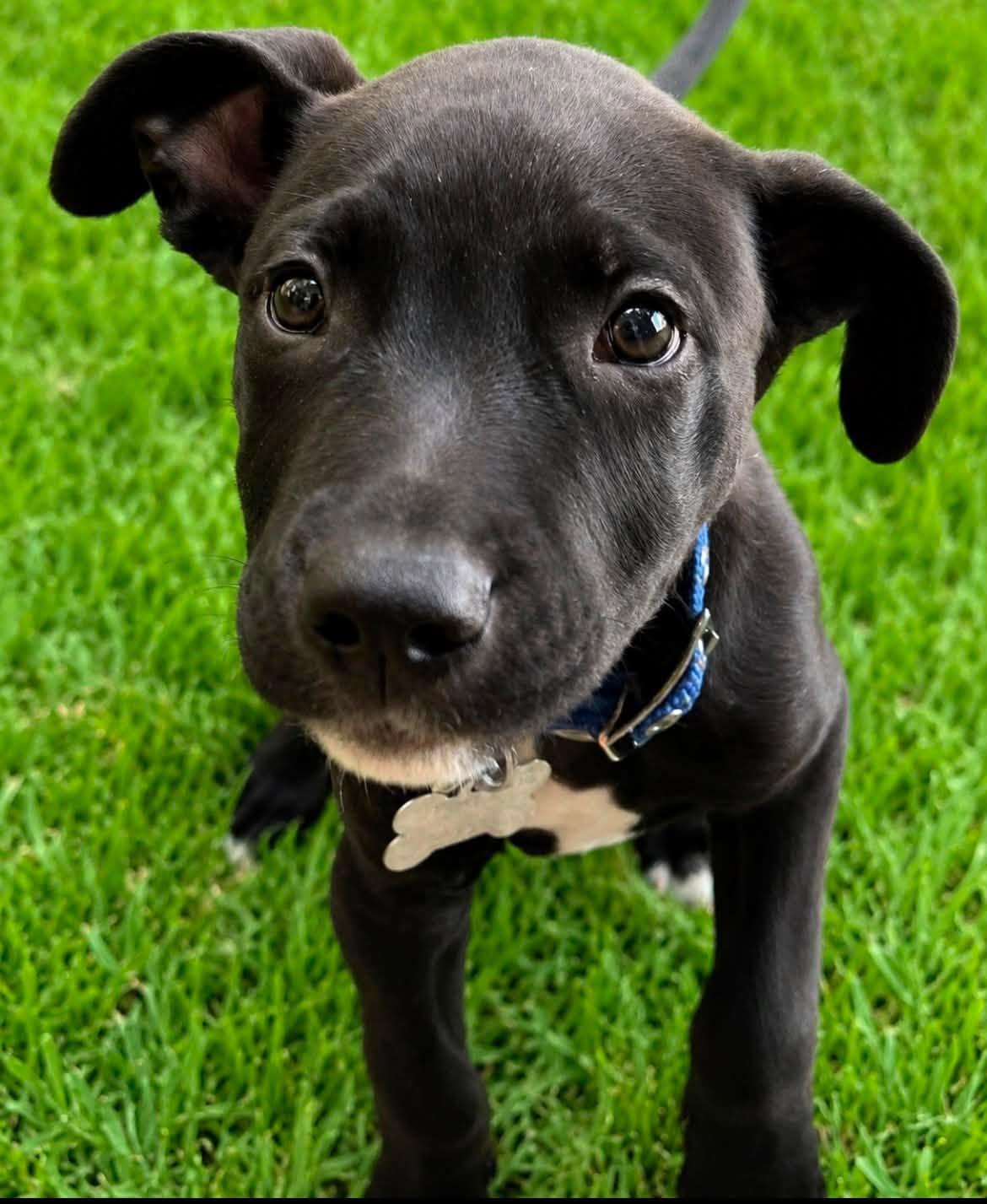 Enlarge Ollie, a Adoptable mixed breed in Scottsdale, AZ image 1/4