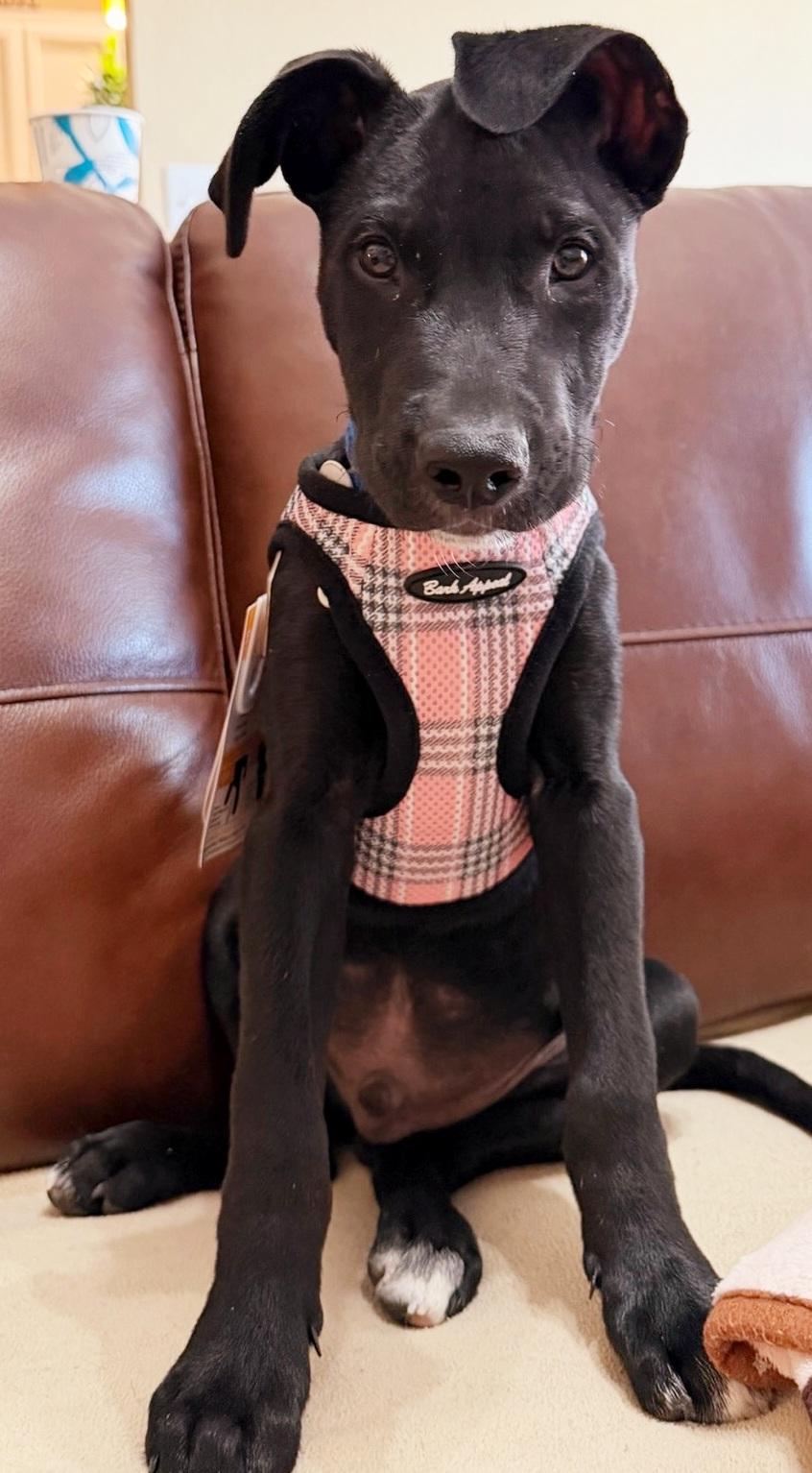 Enlarge Ollie, a Adoptable mixed breed in Scottsdale, AZ image 2/4