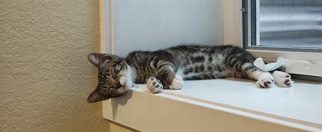 ALEX, Adoptable, Kitten Male Domestic Short Hair.