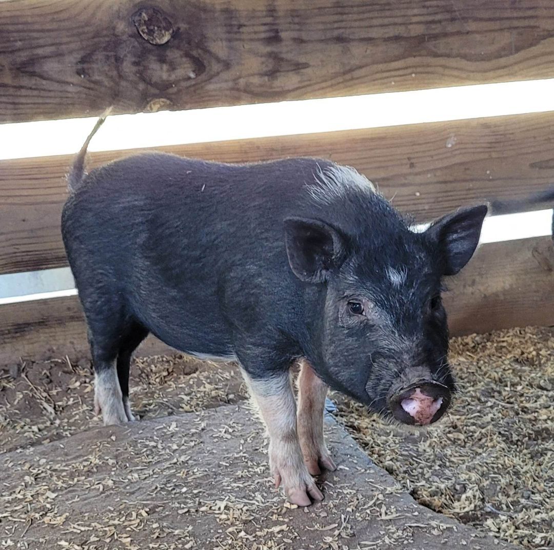 Wilbur, Adoptable, Young Male Pig.