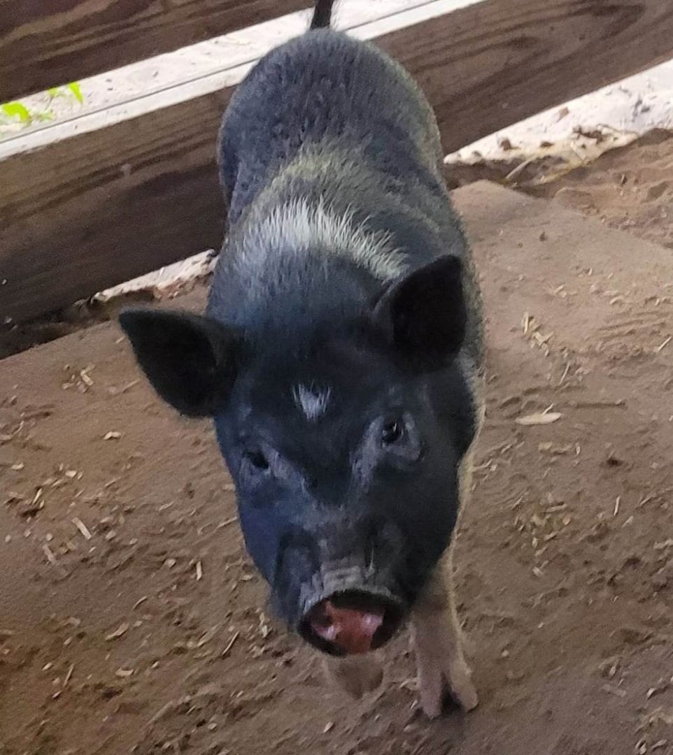 Wilbur, a Adoptable mixed breed in Myakka City, FL image 2/6