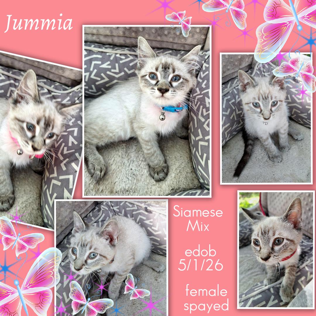 Jummia WV14486-T LOCAL Adoption Event in Woodinville 8/23, an adopted mixed breed in Woodinville, WA image 6/6
