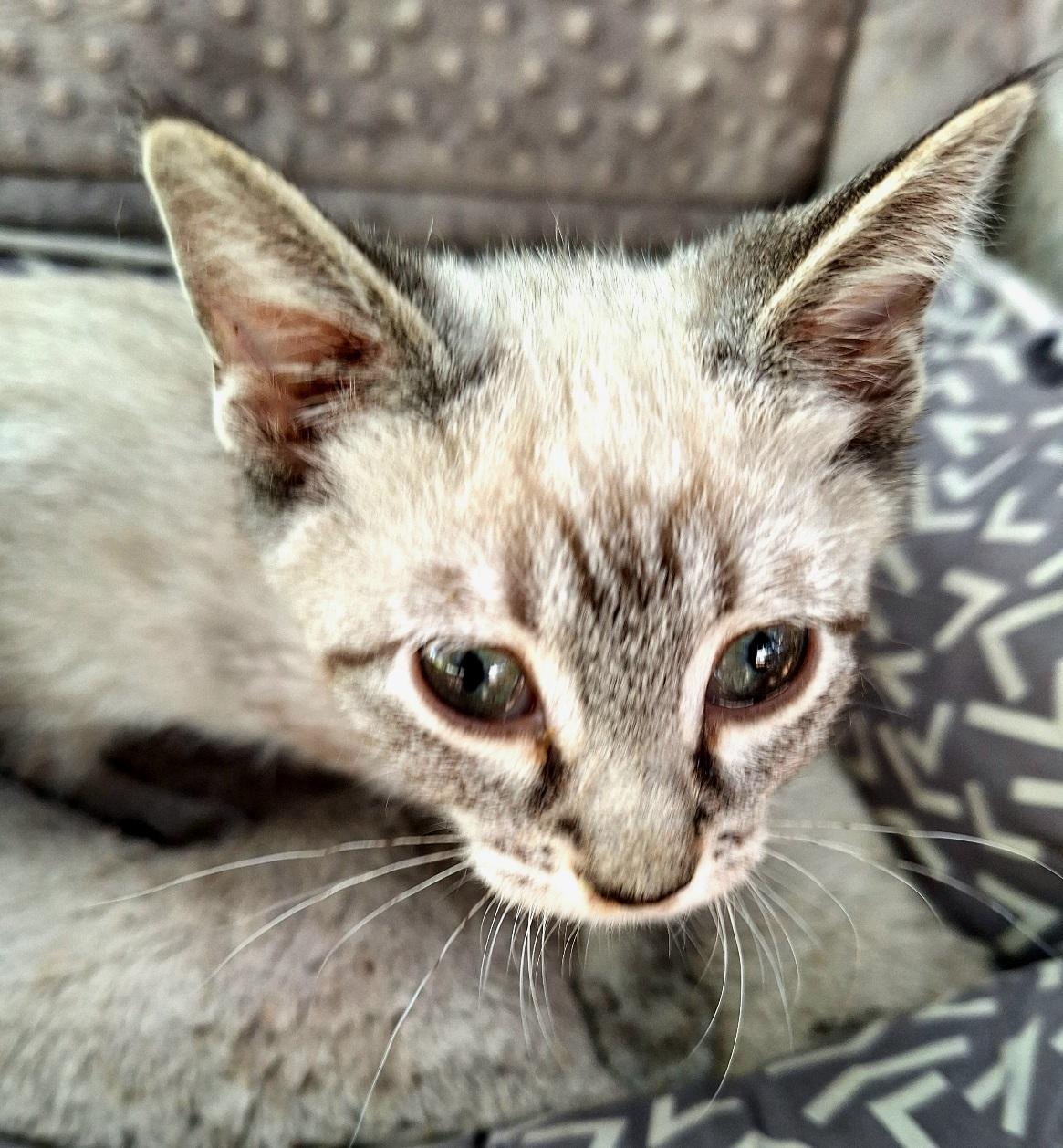 Jummia WV14486-T LOCAL Adoption Event in Woodinville 8/23, an adopted mixed breed in Woodinville, WA image 1/6