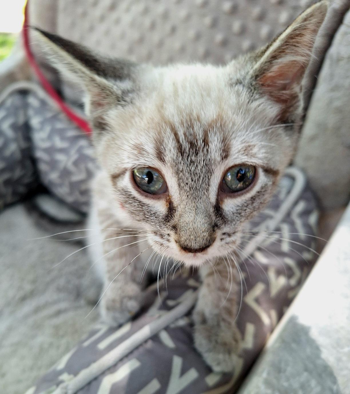 Jummia WV14486-T LOCAL Adoption Event in Woodinville 8/23, an adopted mixed breed in Woodinville, WA image 3/6
