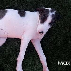 Enlarge Maxwell (20210824-05), an adoptable mixed breed in Mississauga, ON image 6/6