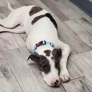 Enlarge Maxwell (20210824-05), an adoptable mixed breed in Mississauga, ON image 4/6