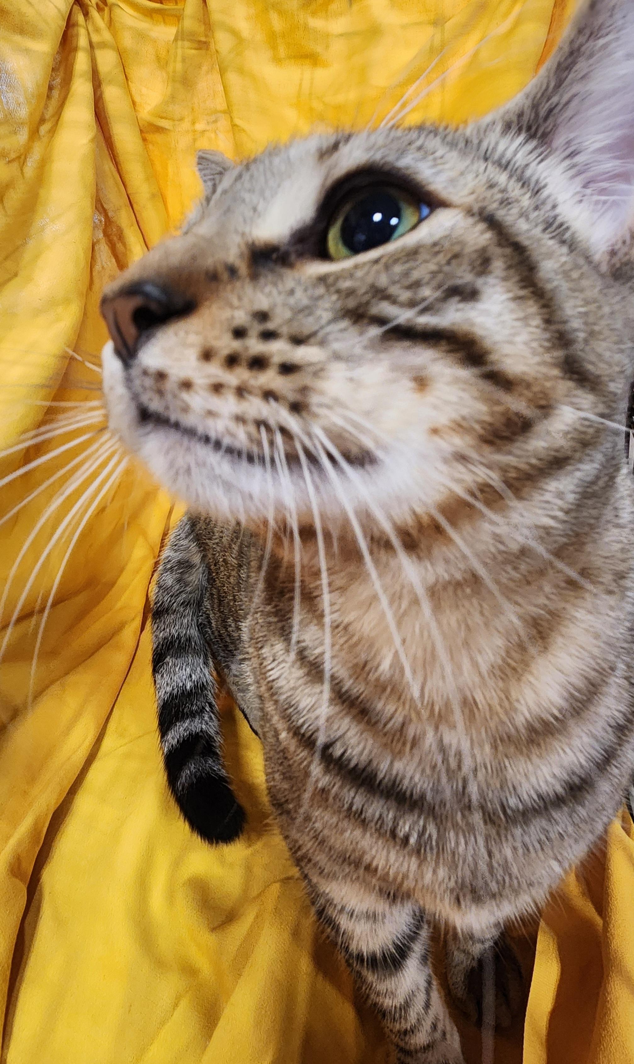 Crunchy Butter Lettuce, a Adoptable Domestic Short Hair in Baton Rouge, LA image 1/6