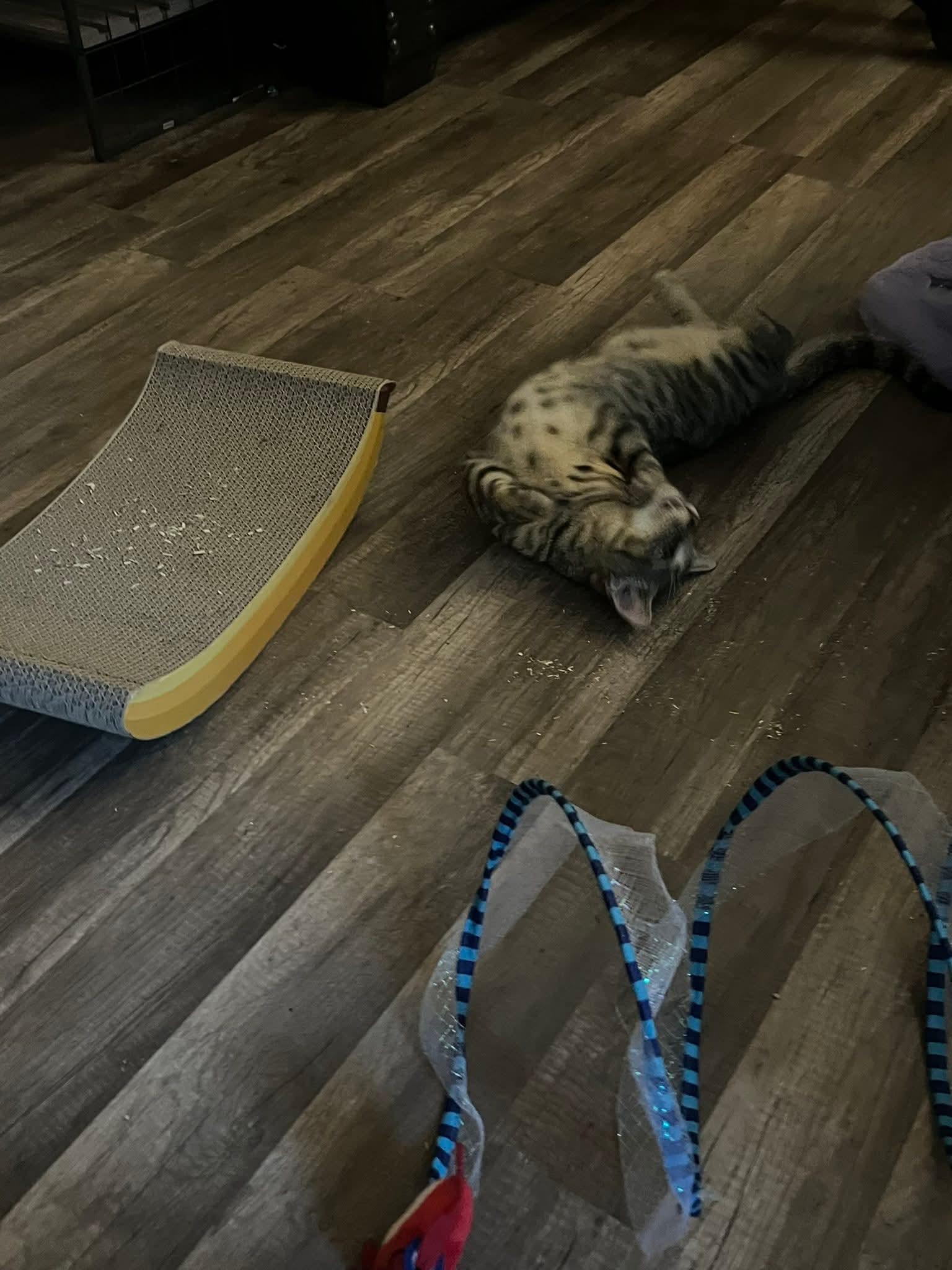 Crunchy Butter Lettuce