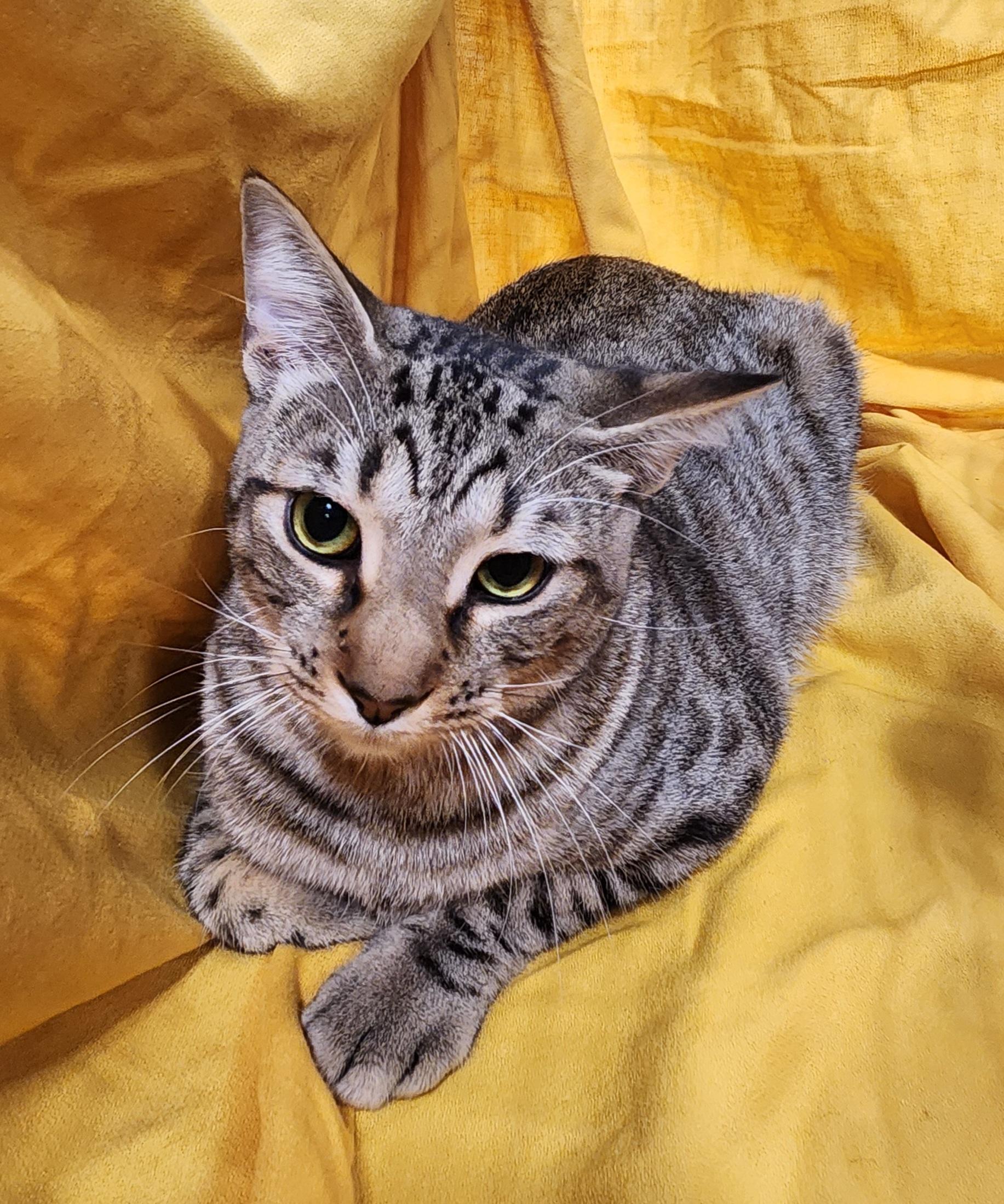 Crunchy Butter Lettuce, a Adoptable Domestic Short Hair in Baton Rouge, LA image 2/6