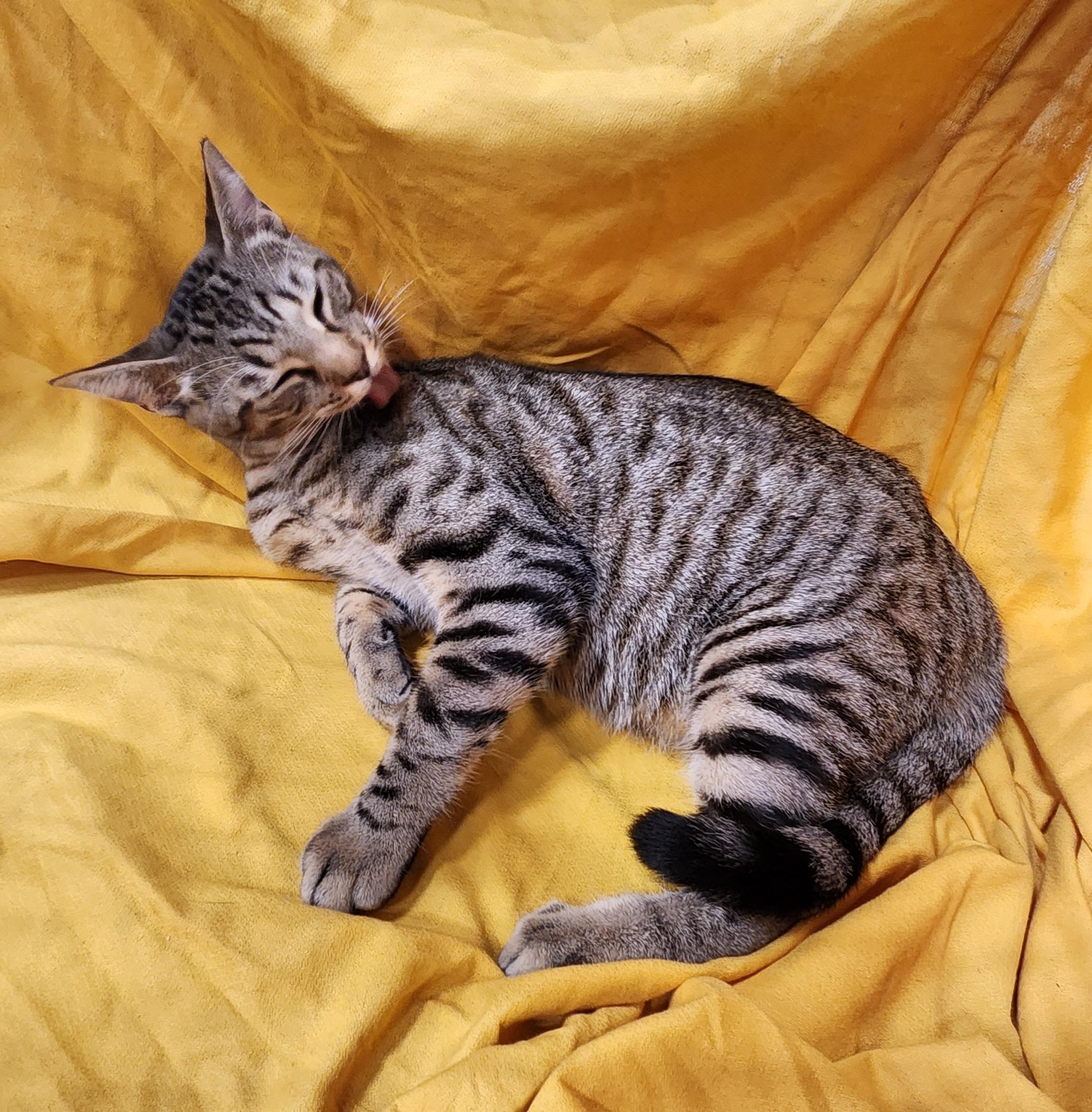 Crunchy Butter Lettuce, a Adoptable Domestic Short Hair in Baton Rouge, LA image 3/6