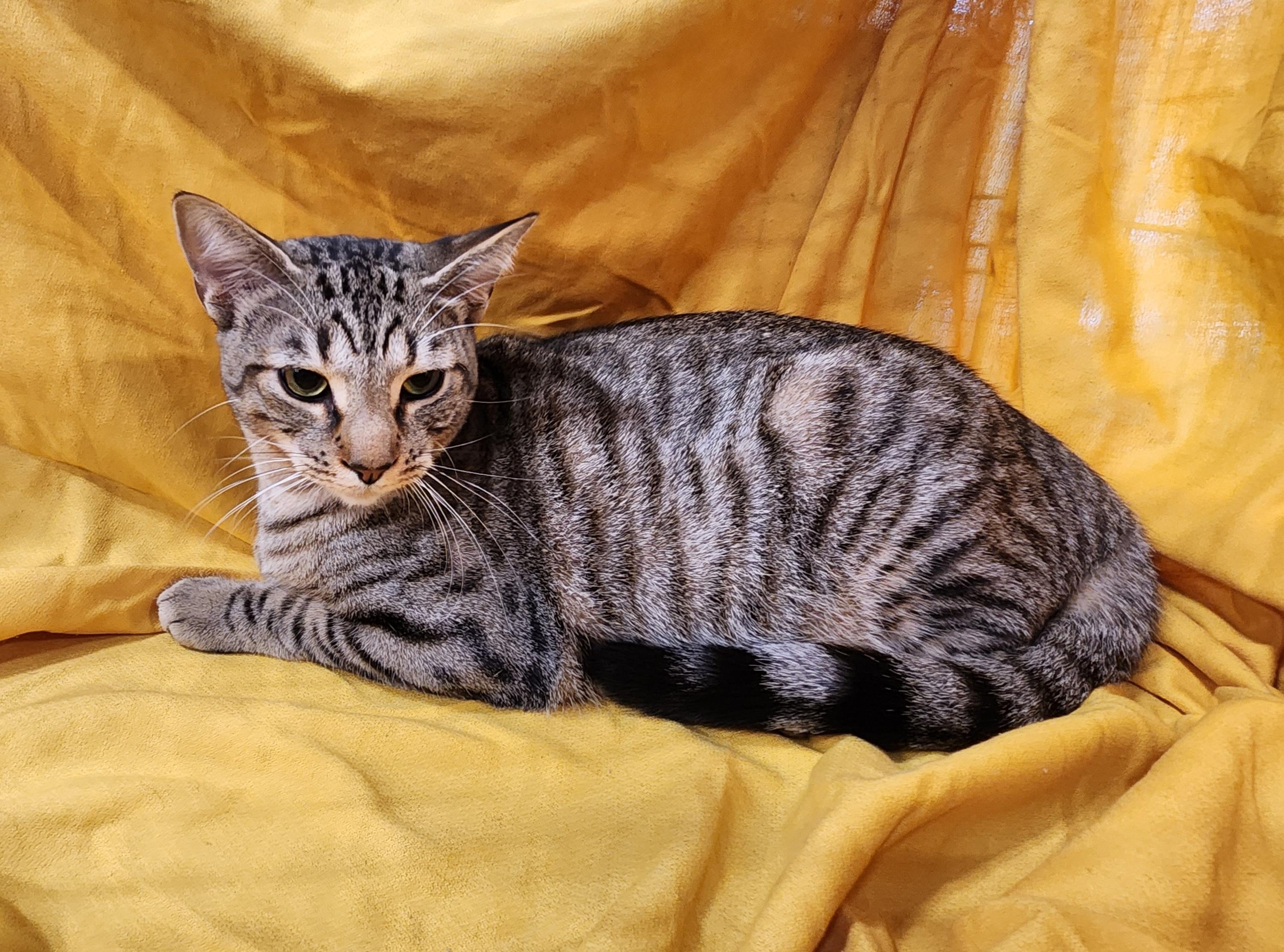 Crunchy Butter Lettuce, a Adoptable Domestic Short Hair in Baton Rouge, LA image 4/6