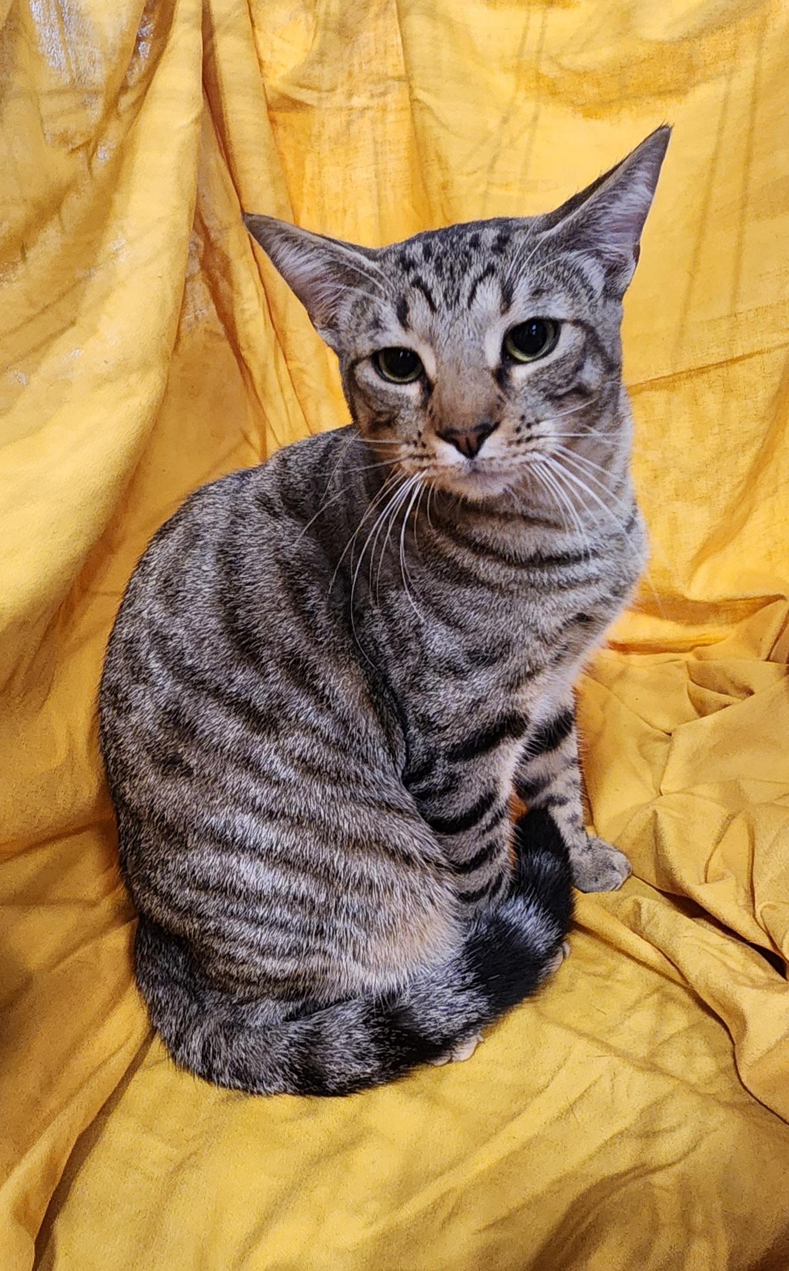 Crunchy Butter Lettuce, a Adoptable Domestic Short Hair in Baton Rouge, LA image 5/6