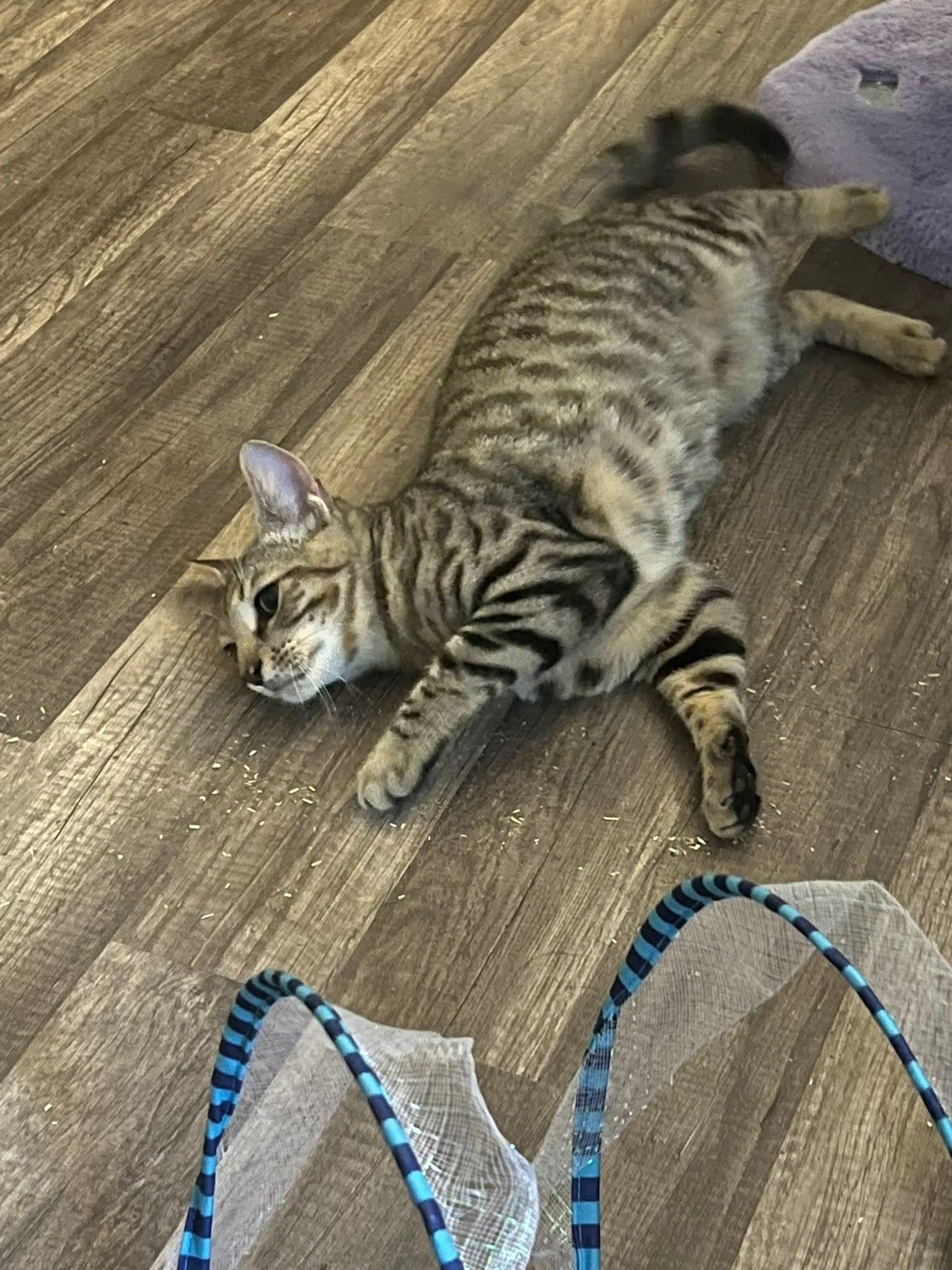 Crunchy Butter Lettuce