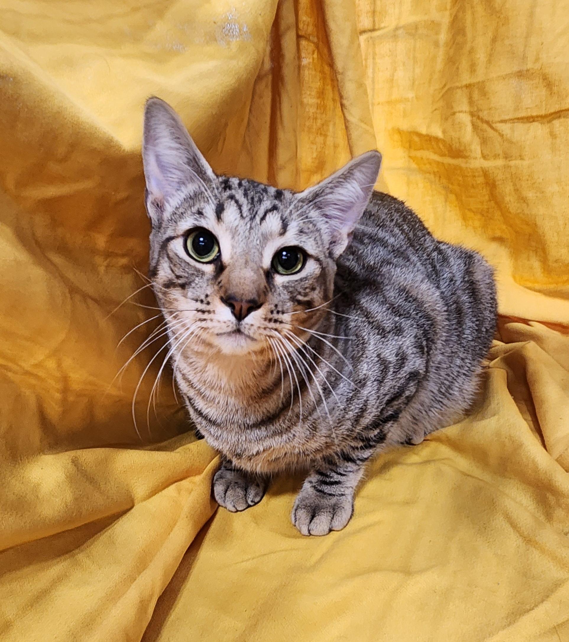 Crunchy Butter Lettuce, a Adoptable Domestic Short Hair in Baton Rouge, LA image 6/6