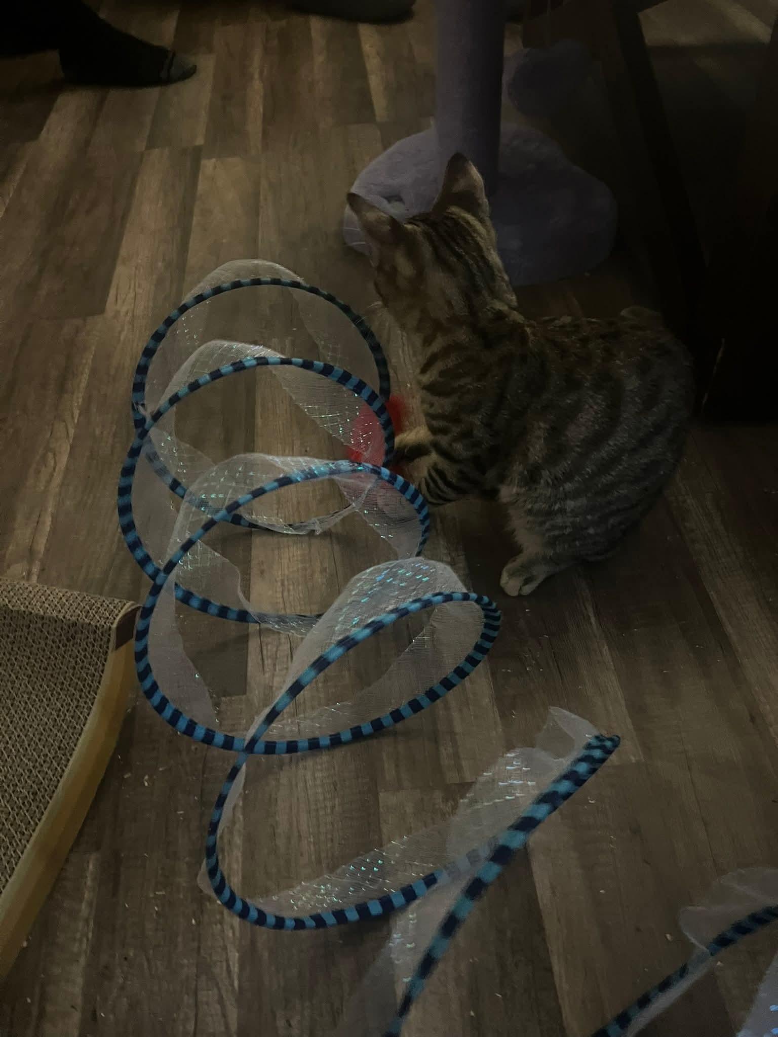 Crunchy Butter Lettuce