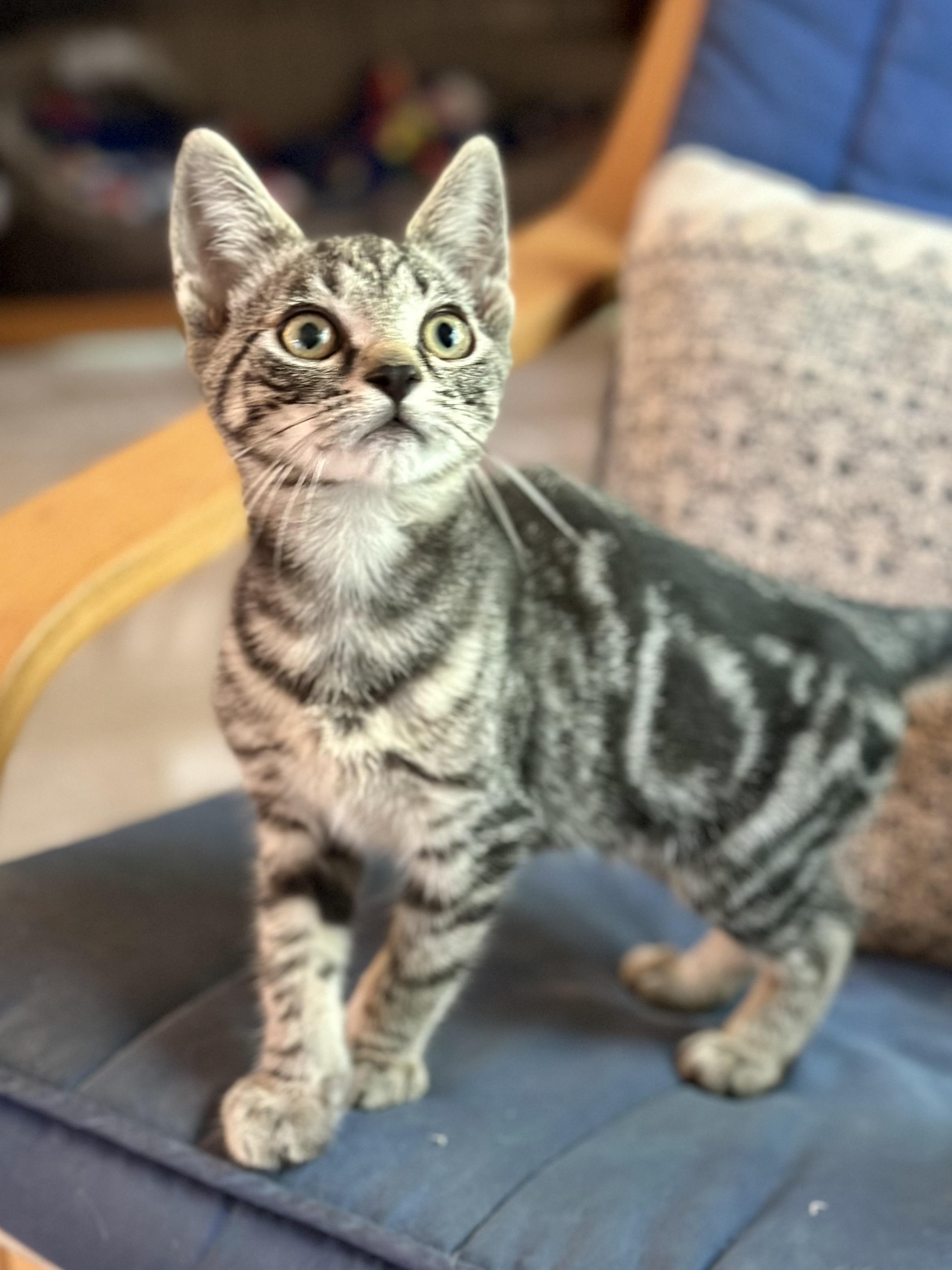 Sparky, a ADOPTABLE Domestic Short Hair in Suffolk, VA image 2/5
